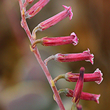 Andromischus umbraticola
